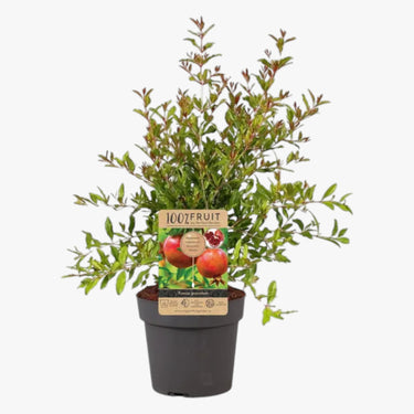 Punica Granatum - Pomegranate